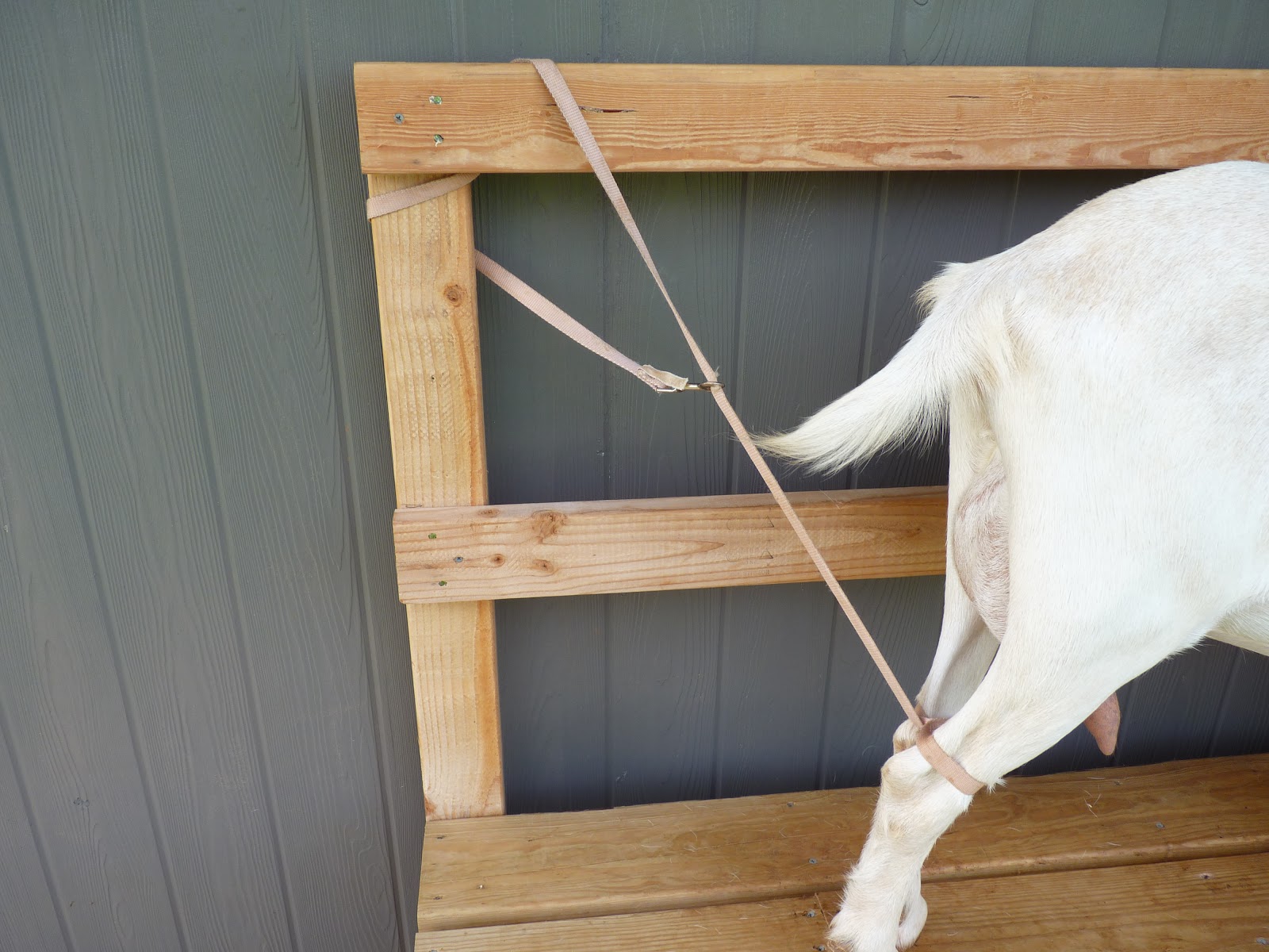50 Do-it-yourself Projects for keeping Goats Fencing, milking Stands, first Aid Kit, Play structures, and more! Janet Garman